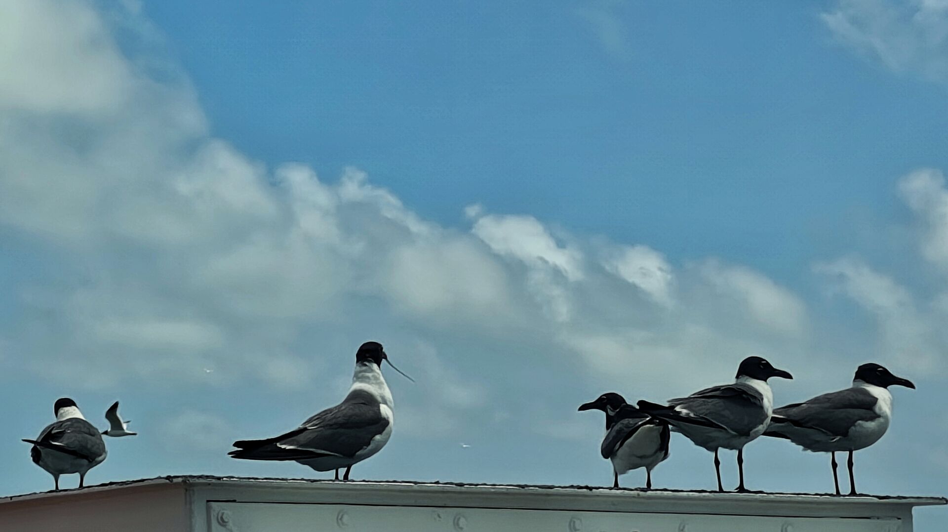 Un grupo de aves marinas posándose sobre un barco, una vuela en el fondo.