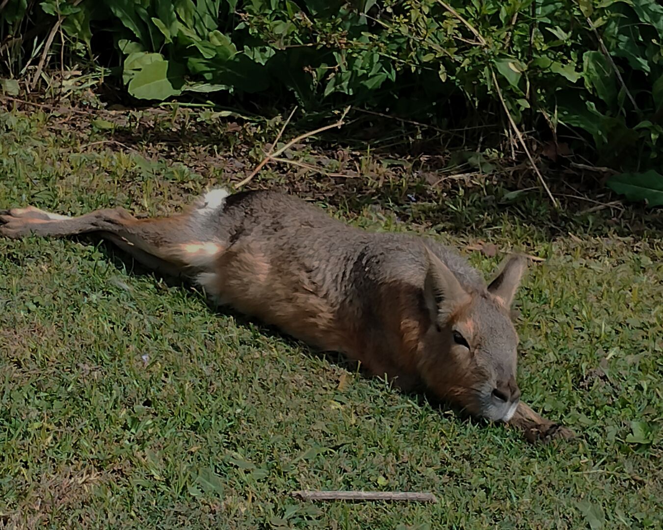 Una mara patagónica acostada en el pasto, del fondo hay vegetación.