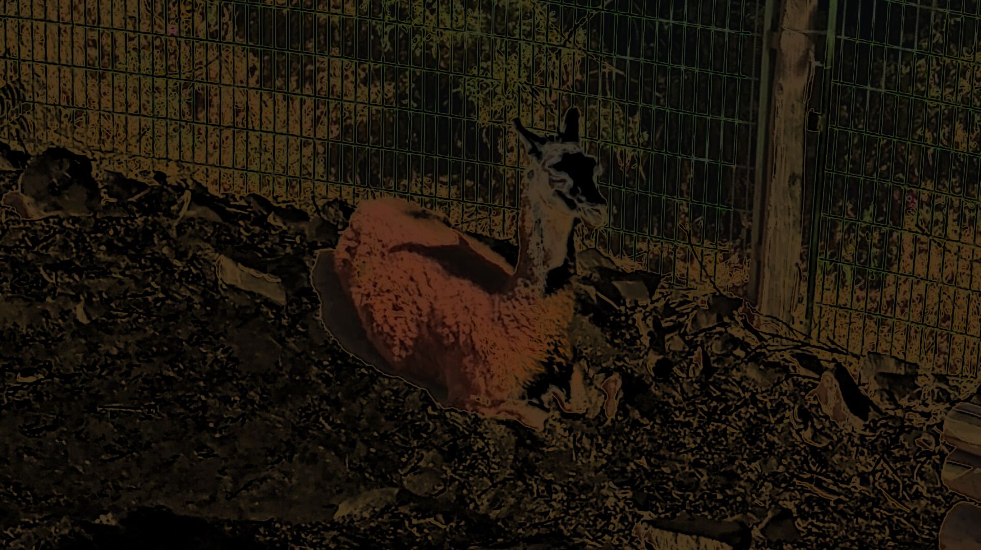 Una imagen muy editada de una llama/alpaca/similar. No me acuerdo.