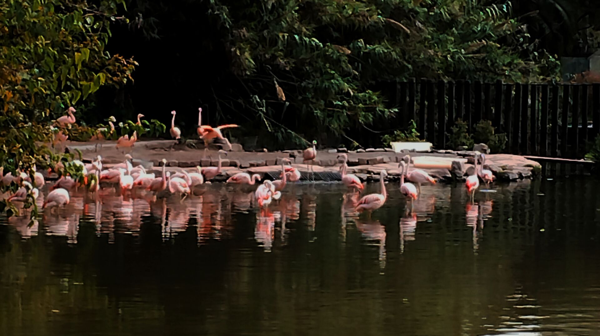 Un grupo de flamencos en aguas verdes, con rocas planas y mucha vegetación