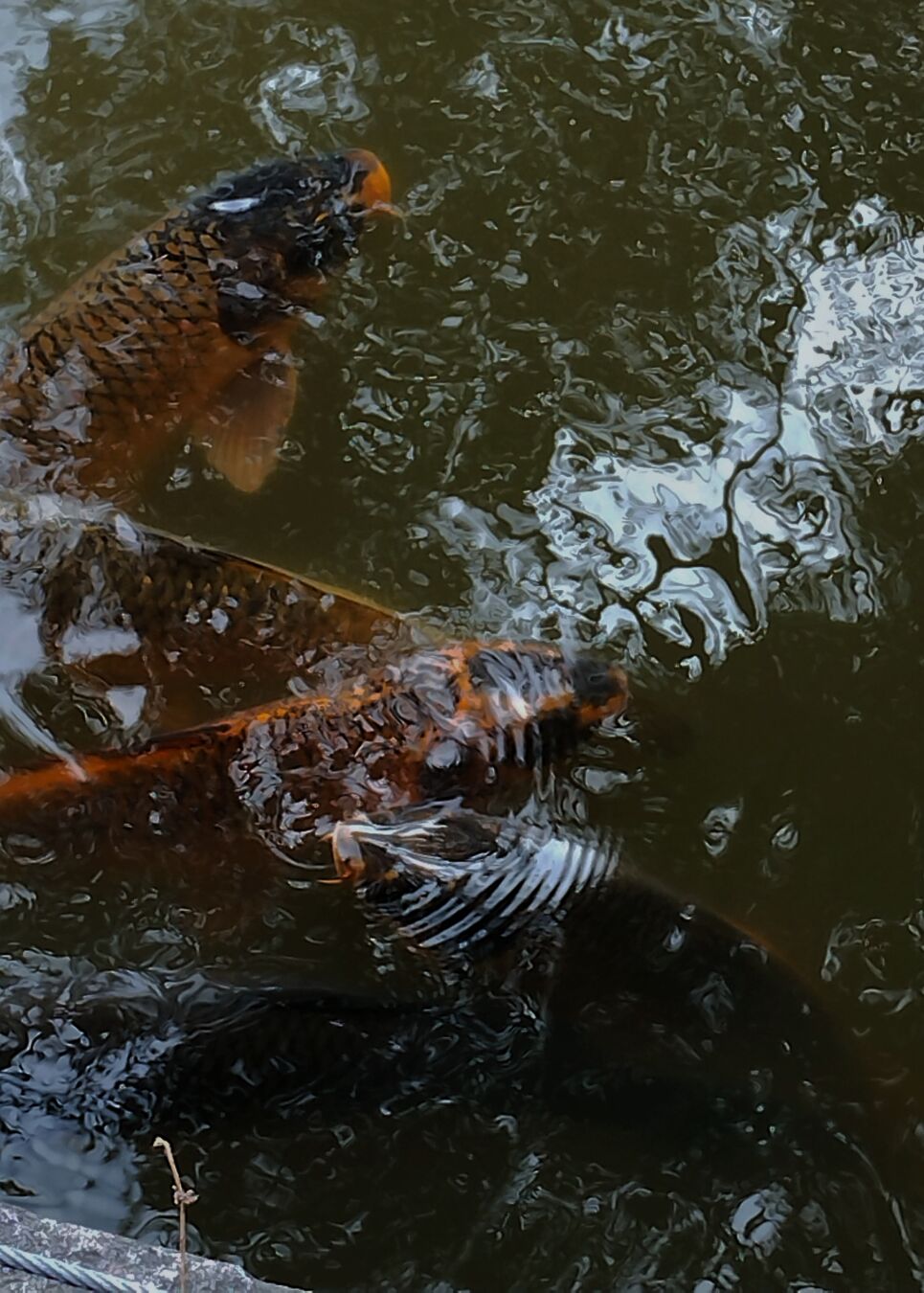Peces koi naranjas y negros debajo del agua verdosa