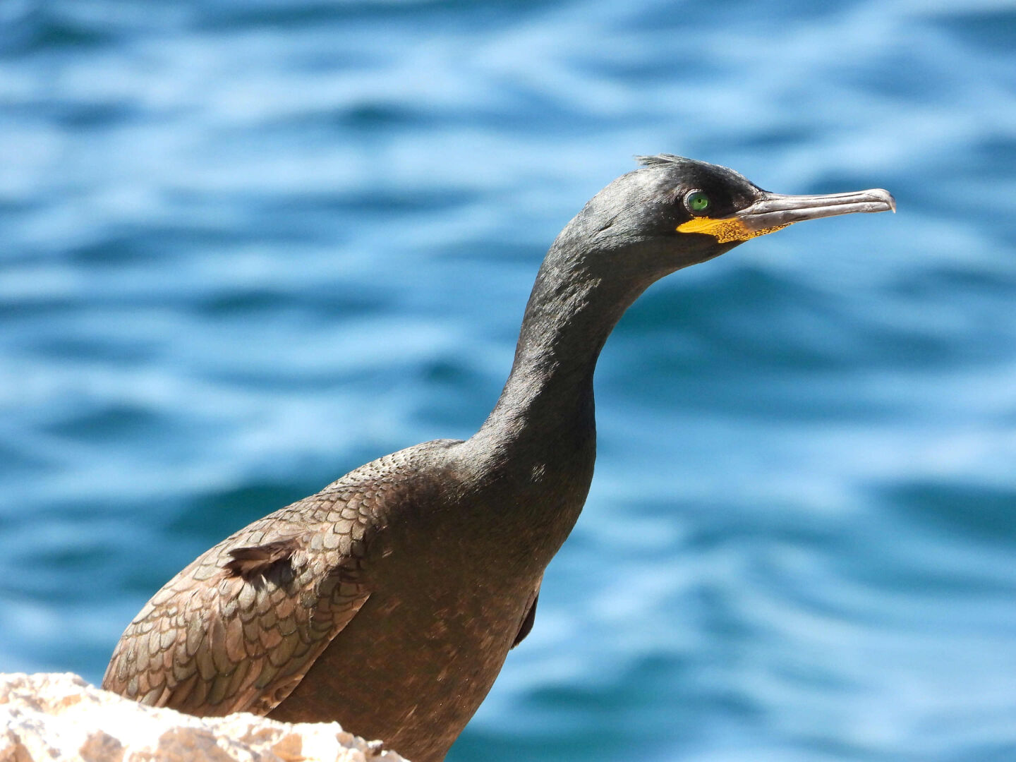 Sobre un fondo de agua azul se ve la cabeza y parte del cuerpo de un cormorán. La cabeza es negra, tiene un largo cuello y cuando llegamos al cuerpo las plumas empiezan a ser marrones. Destaca un ojo verde, el pico largo y curvado en la punta, de color negro, con la parte del babero amarillo limón. En la cabeza algunas plumas muestra una incipiente cresta. 

Si estás leyendo este texto es porque tienes dificultades de visión y espero que te haya ayudado a ver la imagen. Si no ha sido así, te agradecería los comentarios.
Si lo has leído aunque ves la imagen sin problemas recuerda que debes poner un texto alternativo en tus archivos multimedia para que todo el mundo pueda disfrutarlos.