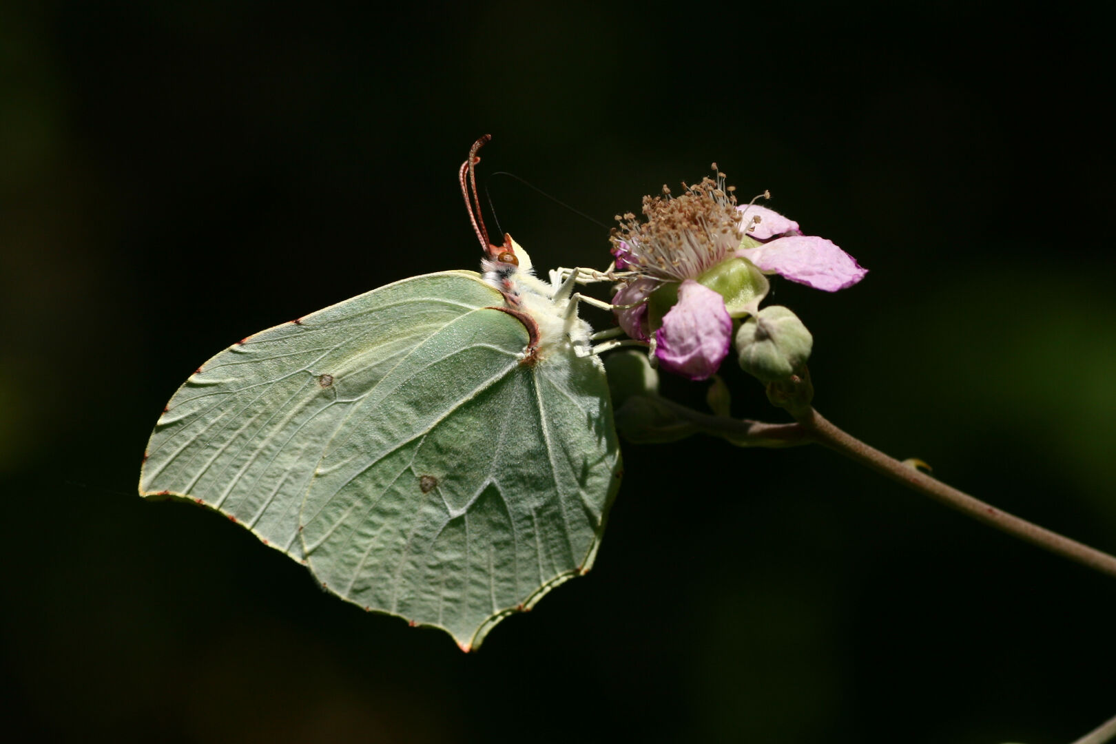 Una mariposa libando en una flor de zarzamora sobre un fondo verde oscuro. Está de perfil, mirando hacia la derecha, y tiene desplegada su larga espiritrompa, que sale de su rostro en dirección parallela a las antenas y luego se curva para dirigirse a la flor. La mariposa tiene las alas cerradas, por lo que solo se ve el reverso de las posteriores y un poquito del de las anteriores, siendo ambos de color verde pálido. Tiene sendos ocelos de color marrón pálido con el borde oscuro en el centro de las alas y manchas de colores ocráceos repartidas por los bordes, recordando a una hoja dañada. La sombra de las venas, iluminadas por arriba y proyectando sombra por debajo, aportan textura a las alas, así como las hileras de escamas que se aprecian en algunas partes. Las antenas y la parte superior de la cabeza son ocres, mientras que la inferior es amarillo pálido, al igual que el tórax y las patas.