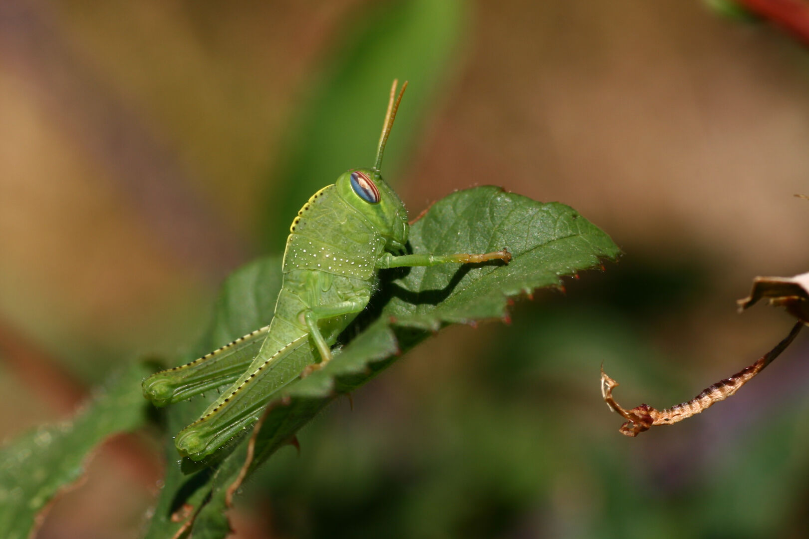 Una ninfa de langosta egipcia sobre una hoja de zarzamora. Es de color verde brillante. El tórax tiene puntitos blancos a los lados y una cresta amarilla con puntos negros. Los bordes superiores de los fémures traseros son amarilos con cortas espinas negras. El ojo es ovalado y presenta franjas verticales de colores azules y granates alternados con blanco.