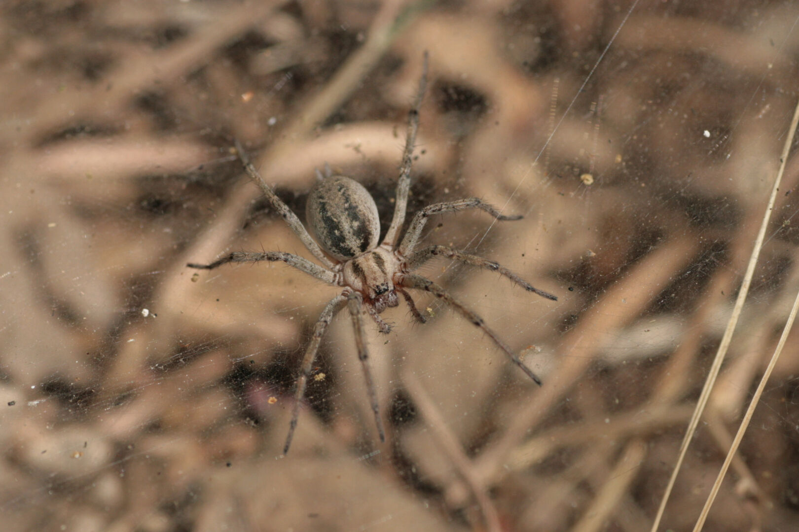 Una araña de colores pardos en vista dorsal sobre su tela. Tiene las patas gruesas con gruesas sedas a modo de espinas. Sus quelíceros son gruesos y los pedipalpos están bien desarrollados, pero no engrosados al final como los de los machos. Al final del opistosoma se ven dos hileras.